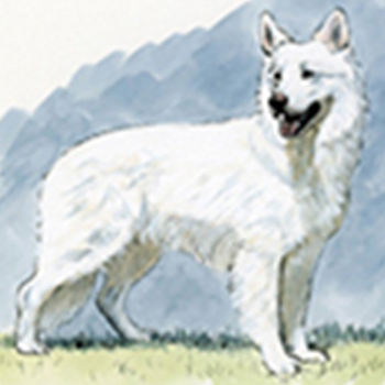 White Swiss Shepherd Dog - Click Image to Close